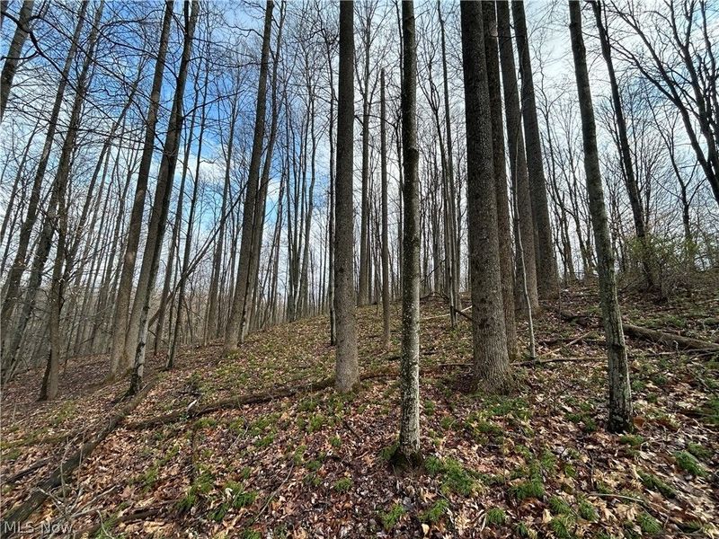 Wilbur Bush Road, Crooksville, OH 44606 Photo 17