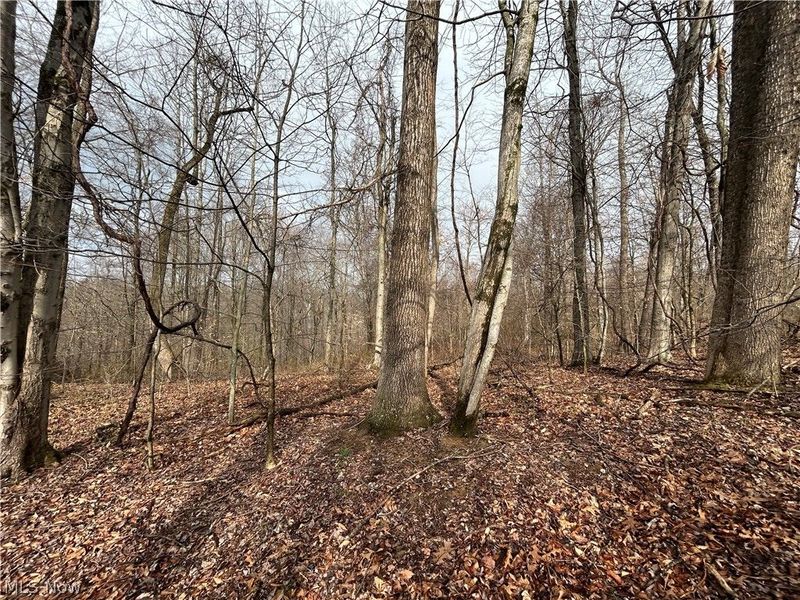 Wilbur Bush Road, Crooksville, OH 44606 Photo 6