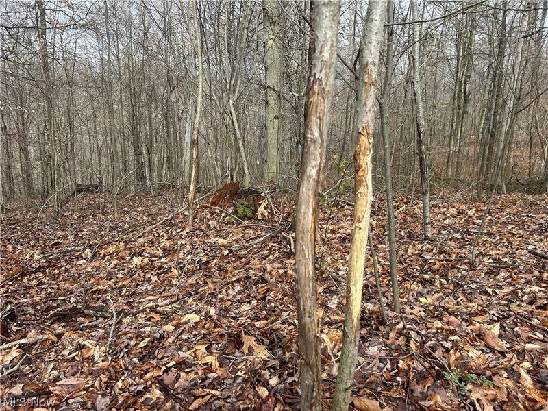 Wilbur Bush Road, Crooksville, OH 44606 Photo 8