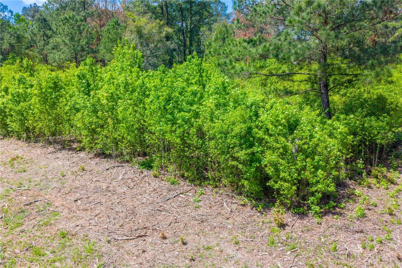 5781 SW 91st Place, Lake Butler, FL 32054 Photo