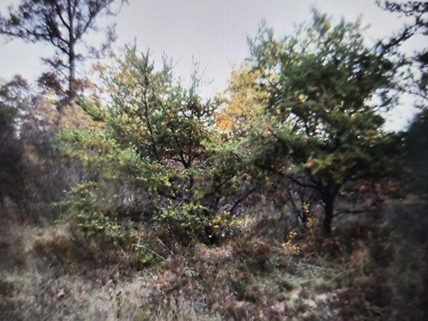 Lot 25 Northwood Drive, Grayling, MI 49738