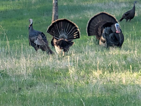 0 Hwy 41 A , Shelbyville, TN 37160