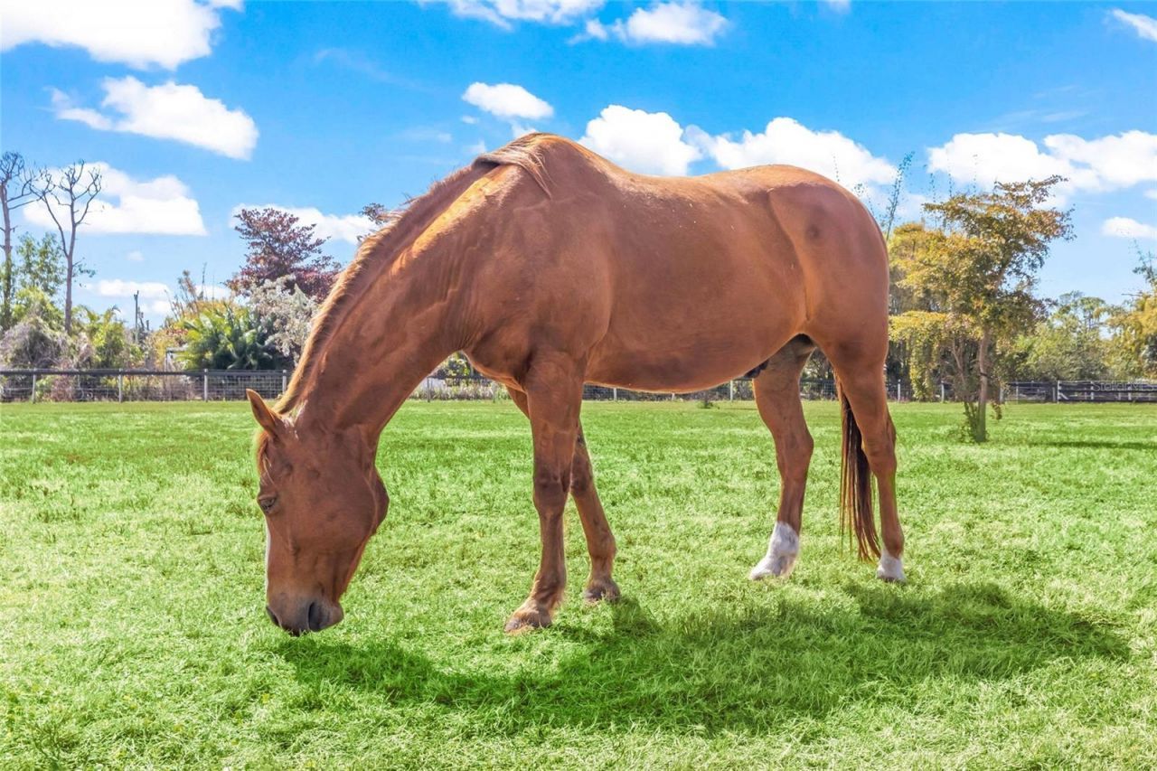 6050 Stringfellow Road , Saint James City, FL 33956 Photo