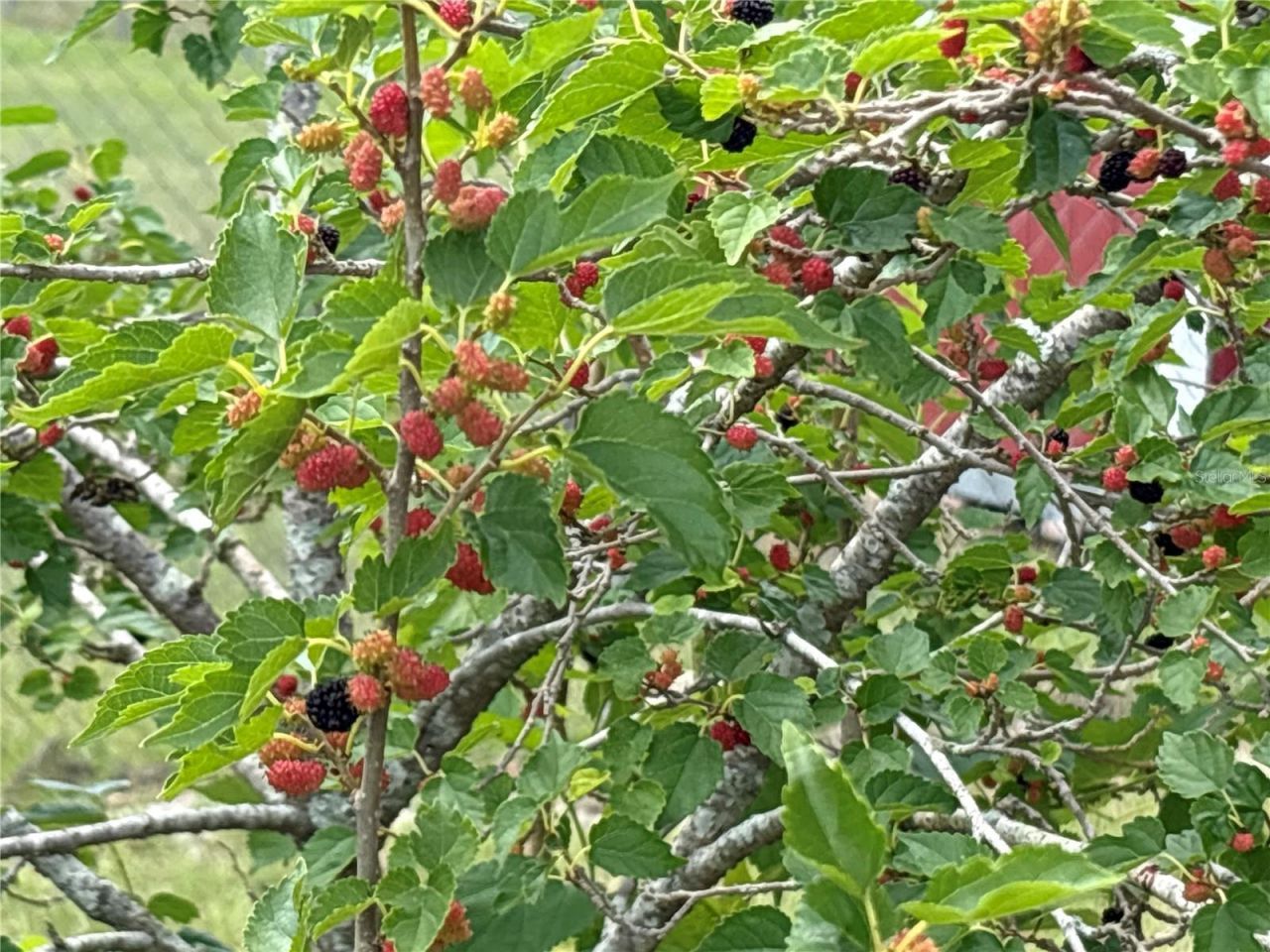 8595 Millinockett Lane, Orlando, FL 32825 Photo