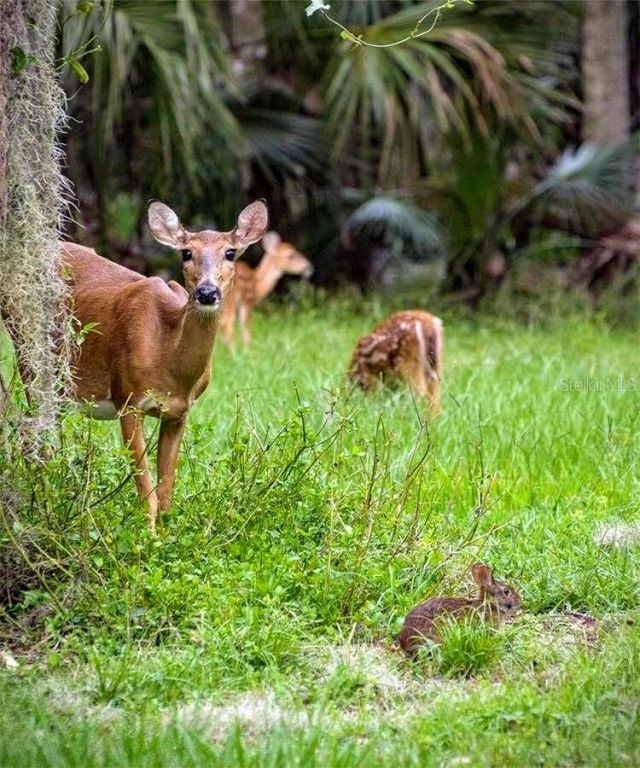 231 Celebration Boulevard, Celebration, FL 34747 Photo