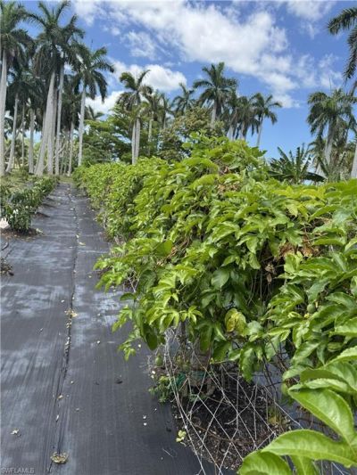 13641 Ficus Tree Ln, Bokeelia, FL 33922 Photo