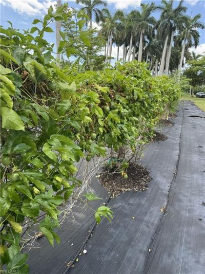 13641 Ficus Tree Ln, Bokeelia, FL 33922 Photo