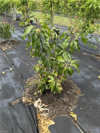 13641 Ficus Tree Ln, Bokeelia, FL 33922 Photo