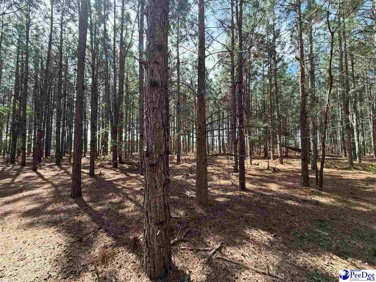 Mta 5 Heustess Rd Photo 28