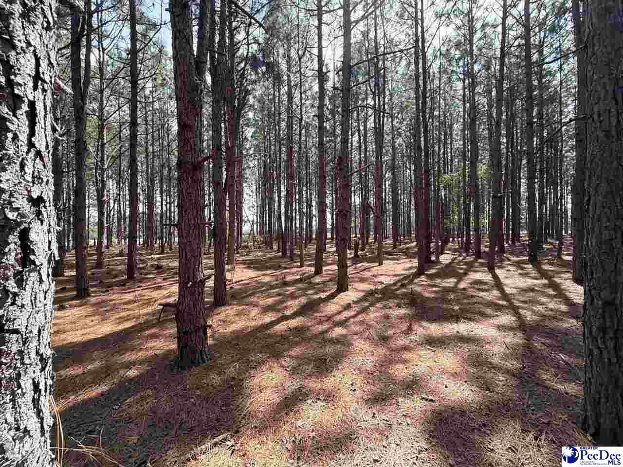 Mta 5 Heustess Rd Photo 29