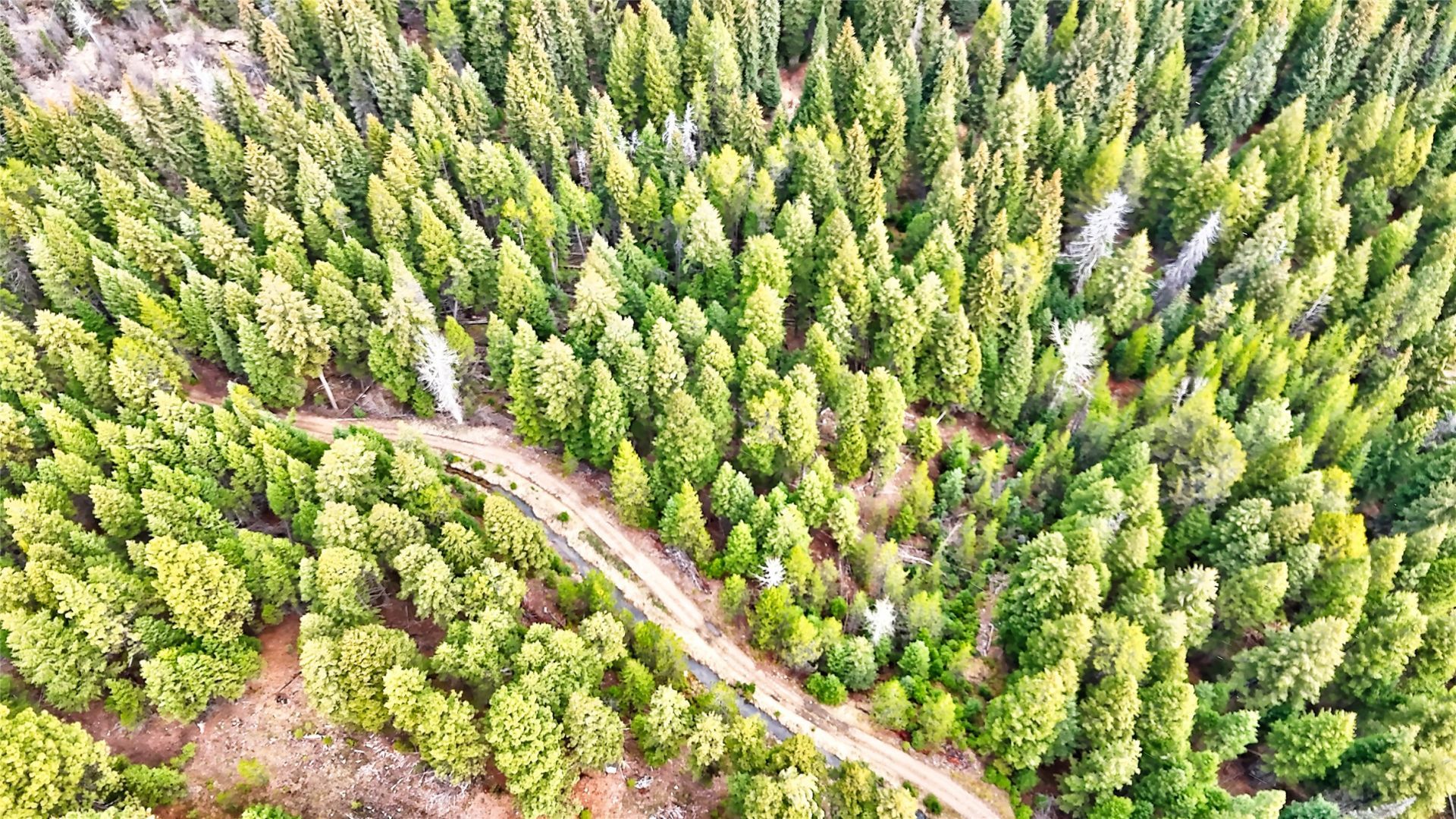 Nhn Ravenwood Road, Darby, MT 59829 Main Photo