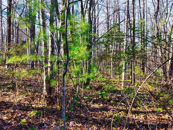 37.28 AC Ervin Brown Rd, Sunbright, TN 37872