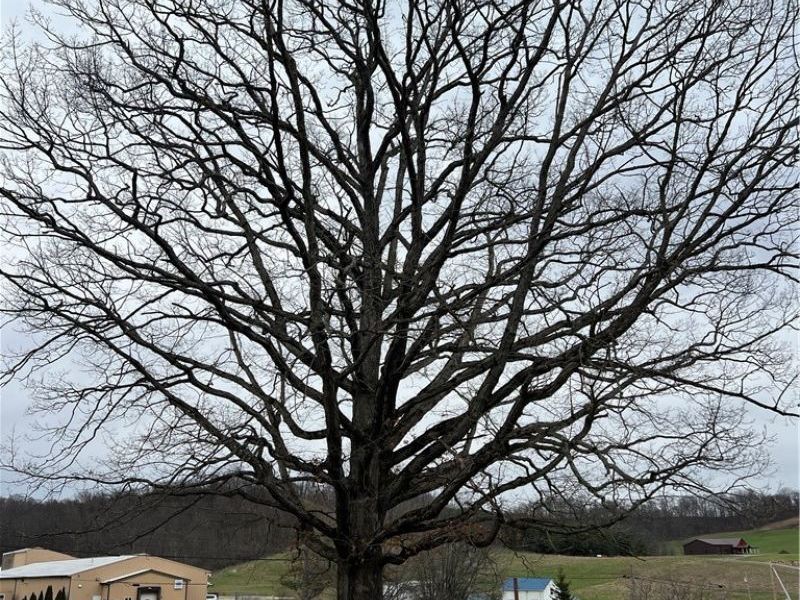 1099 Steubenville Road SE, Carrollton, OH 44615 Photo 23