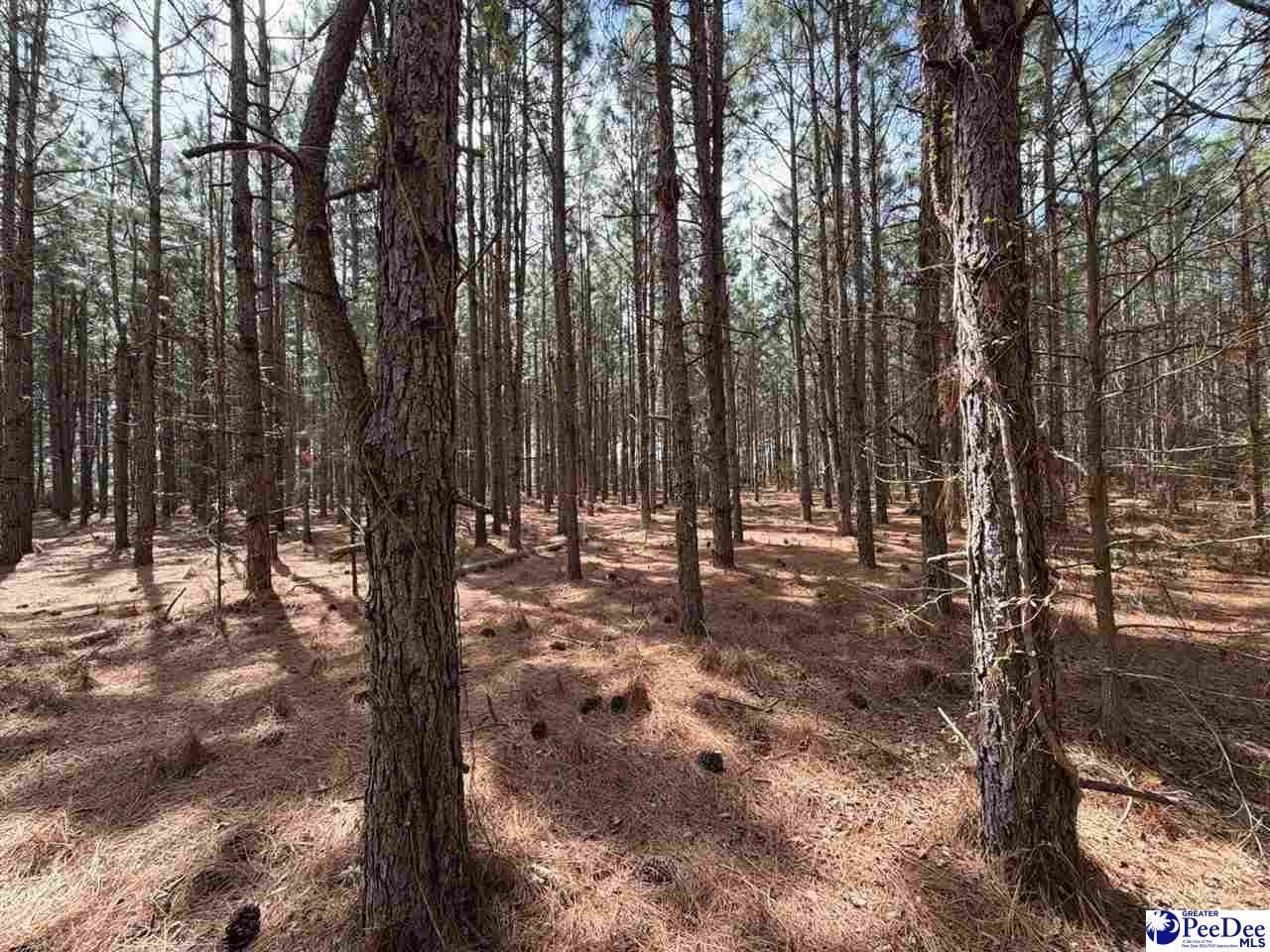 Mta 6 Heustess Rd Photo 11