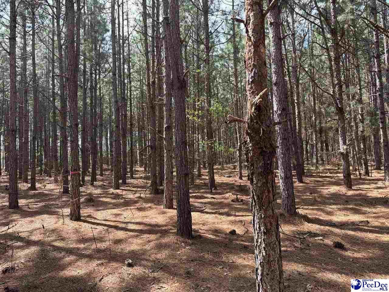 Mta 6 Heustess Rd Photo 13