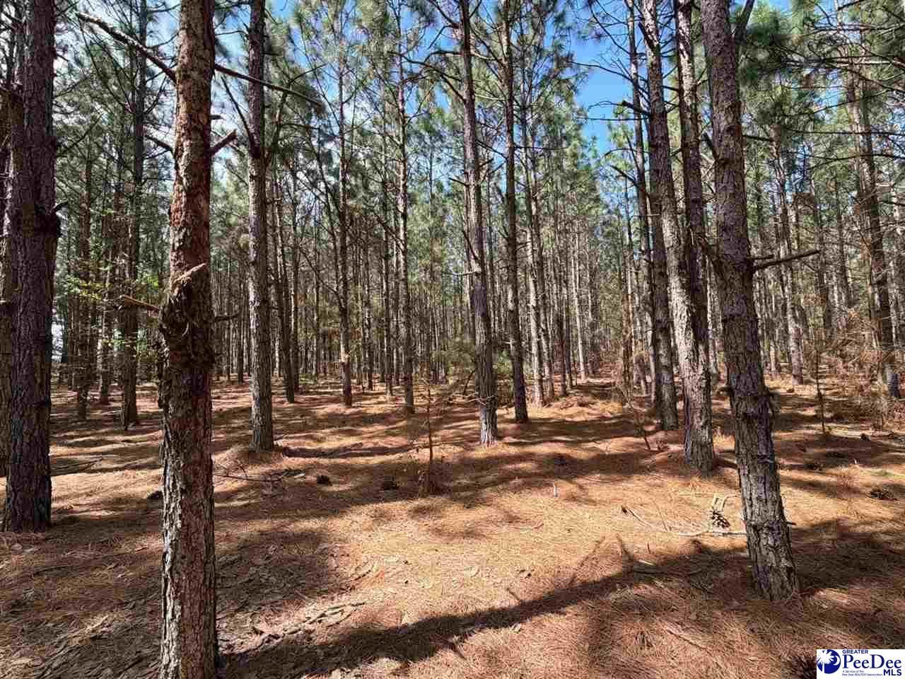 Mta 6 Heustess Rd Photo 15