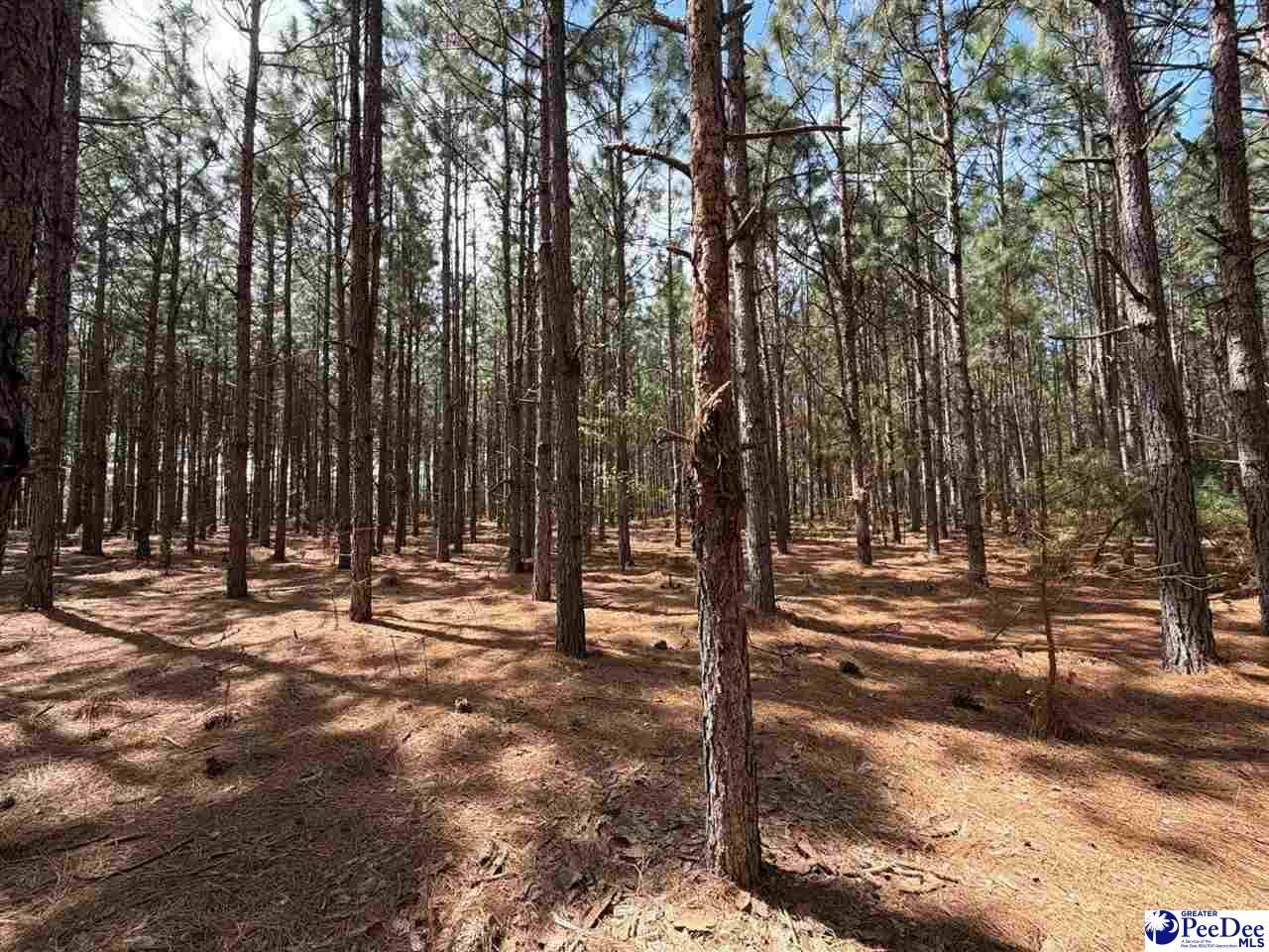 Mta 6 Heustess Rd Photo 16