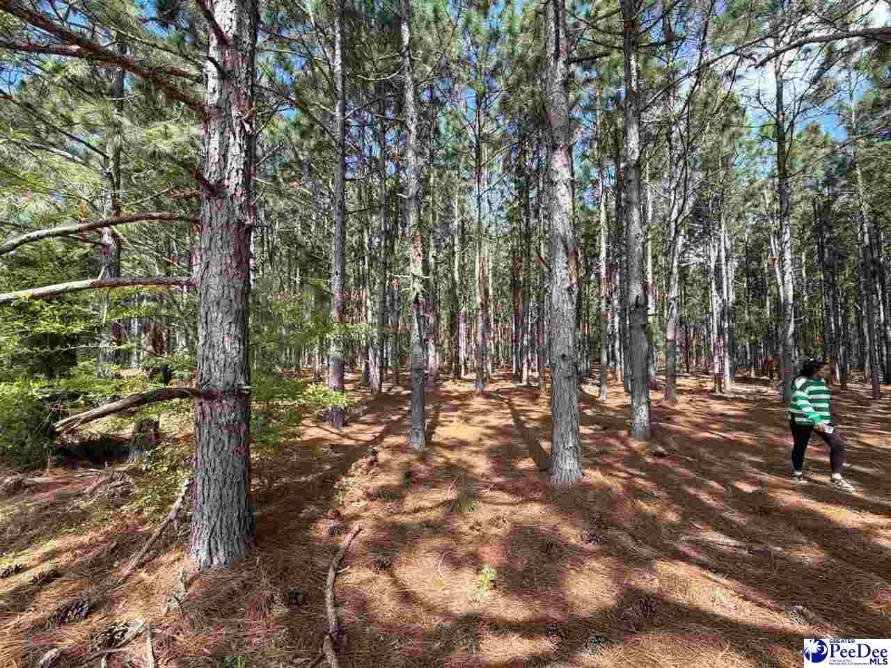 Mta 6 Heustess Rd Photo 17