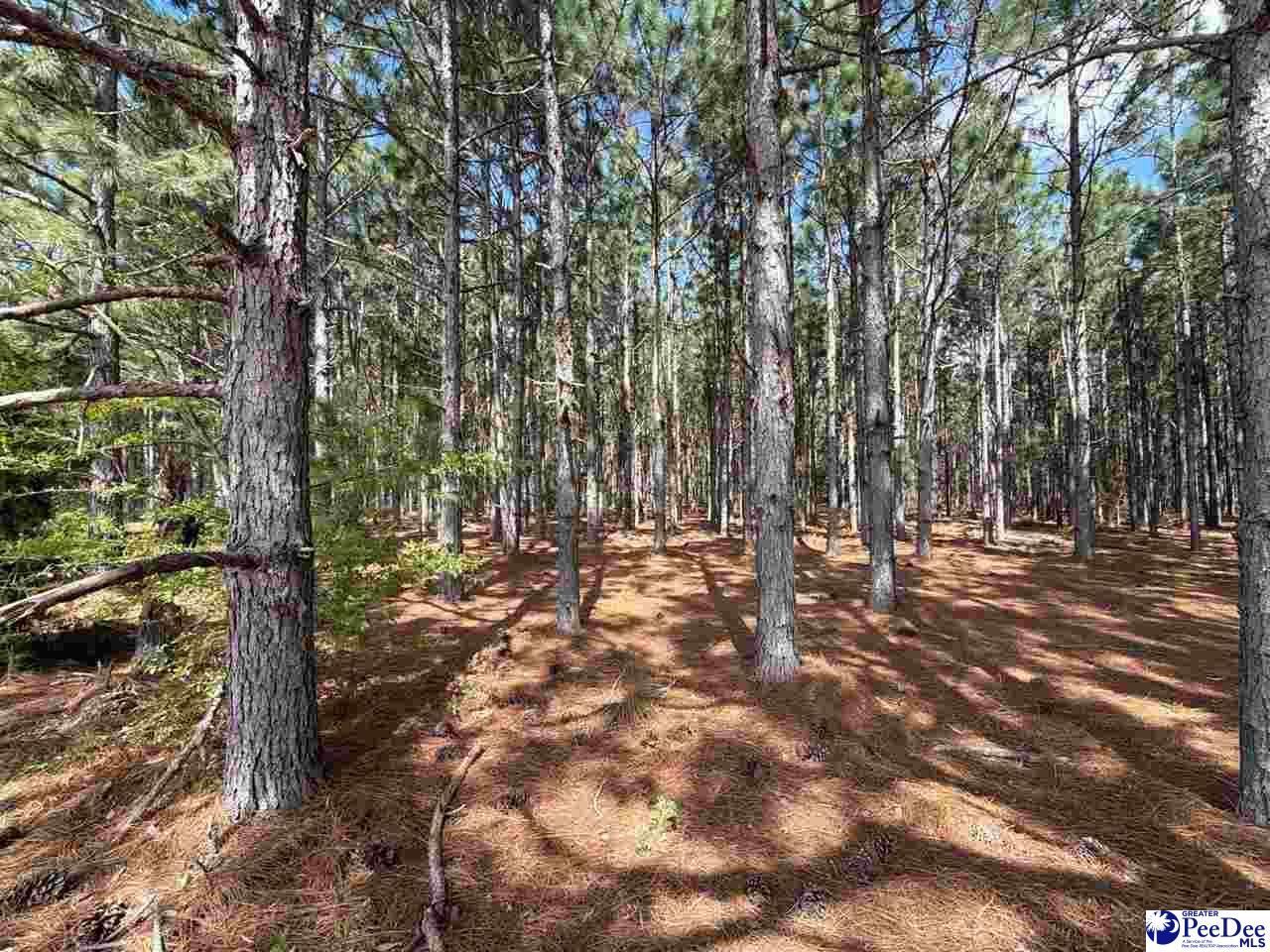 Mta 6 Heustess Rd Photo 18