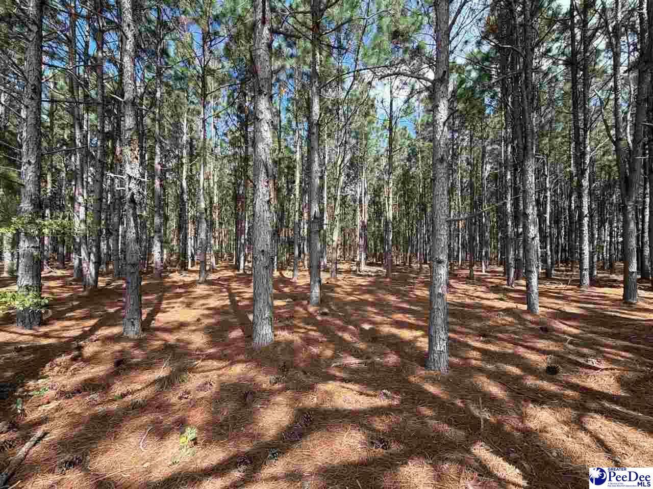 Mta 6 Heustess Rd Photo 19