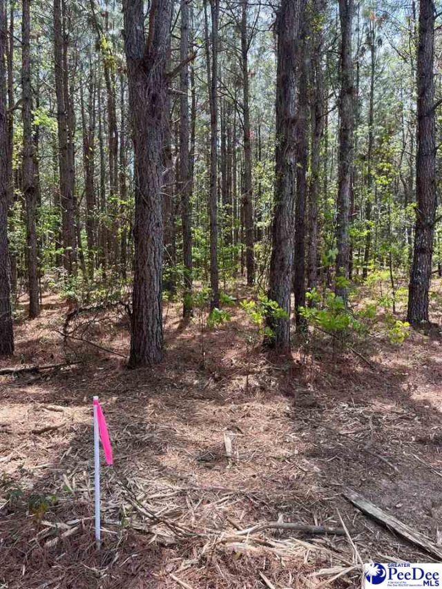 Mta 6 Heustess Rd Photo 20