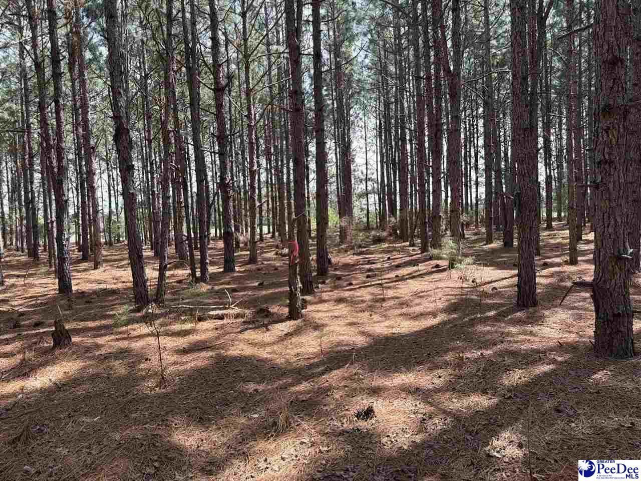 Mta 8 Heustess Rd Photo 11