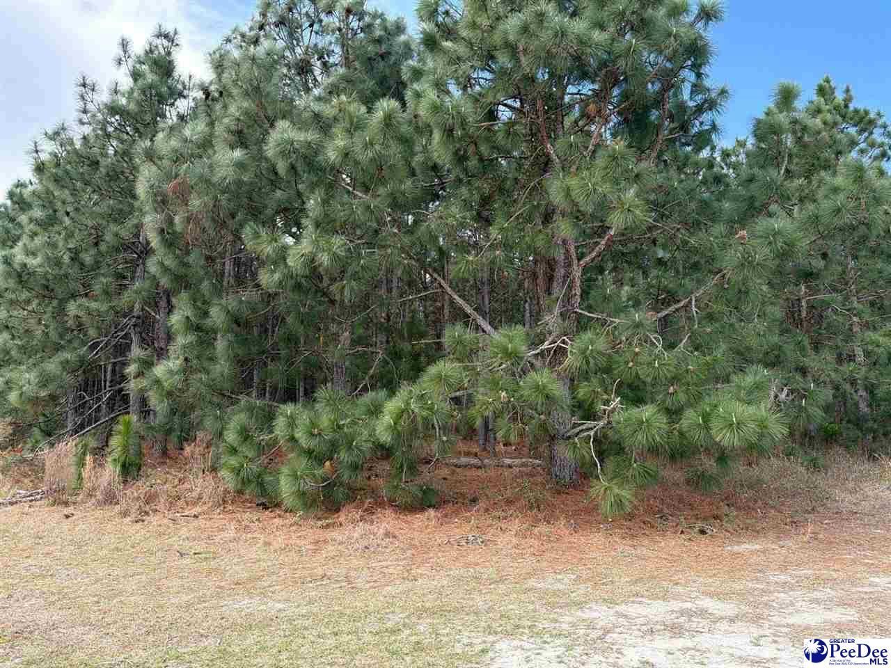 Mta 8 Heustess Rd Photo 13