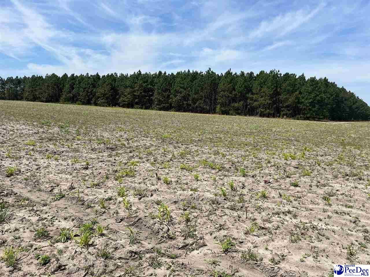 Mta 8 Heustess Rd Photo 17