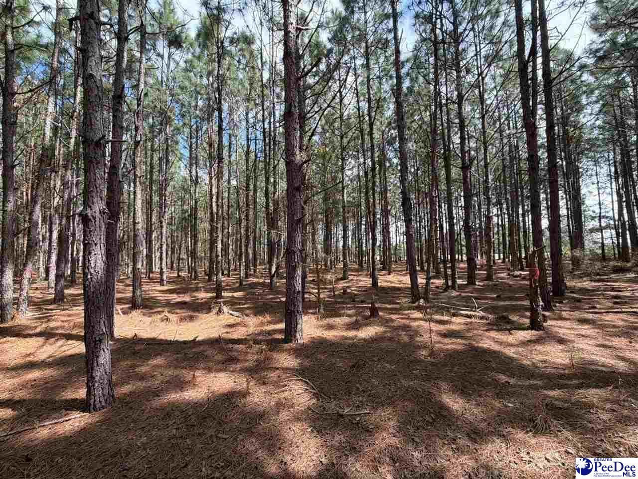 Mta 8 Heustess Rd Photo 18