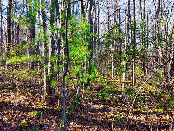 37.28 AC Ervin Brown Road, Sunbright, TN 37872