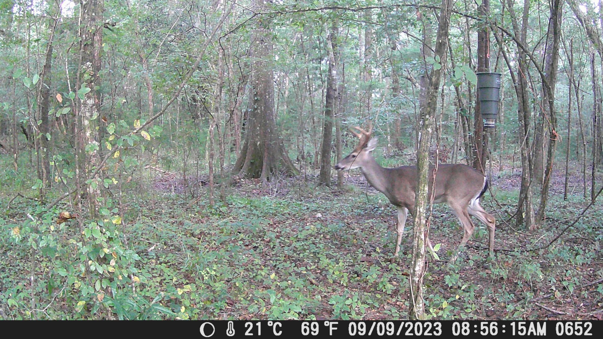 813 Lecture Drive Photo 47