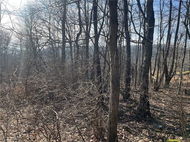 Sarah Boulevard, Toronto, OH 43964 Photo 9