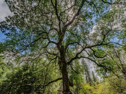 19351 Fiddletown Rd, Fiddletown, CA 95629 Photo