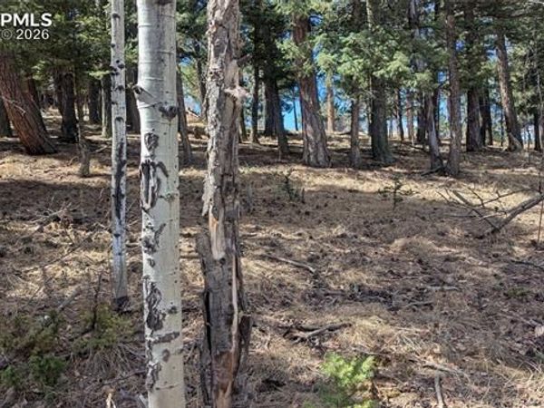 924 Will Scarlet Drive, Divide, CO 80814