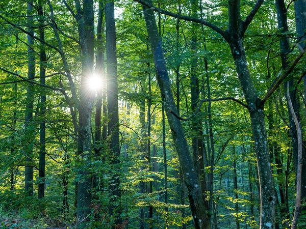 Lots 57-58 Wildwood Drive, Gladwin, MI 48624