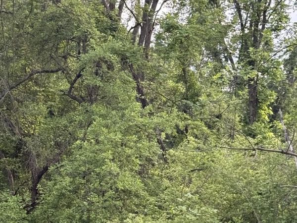 2972 Opal Street , Indianapolis, IN 46268