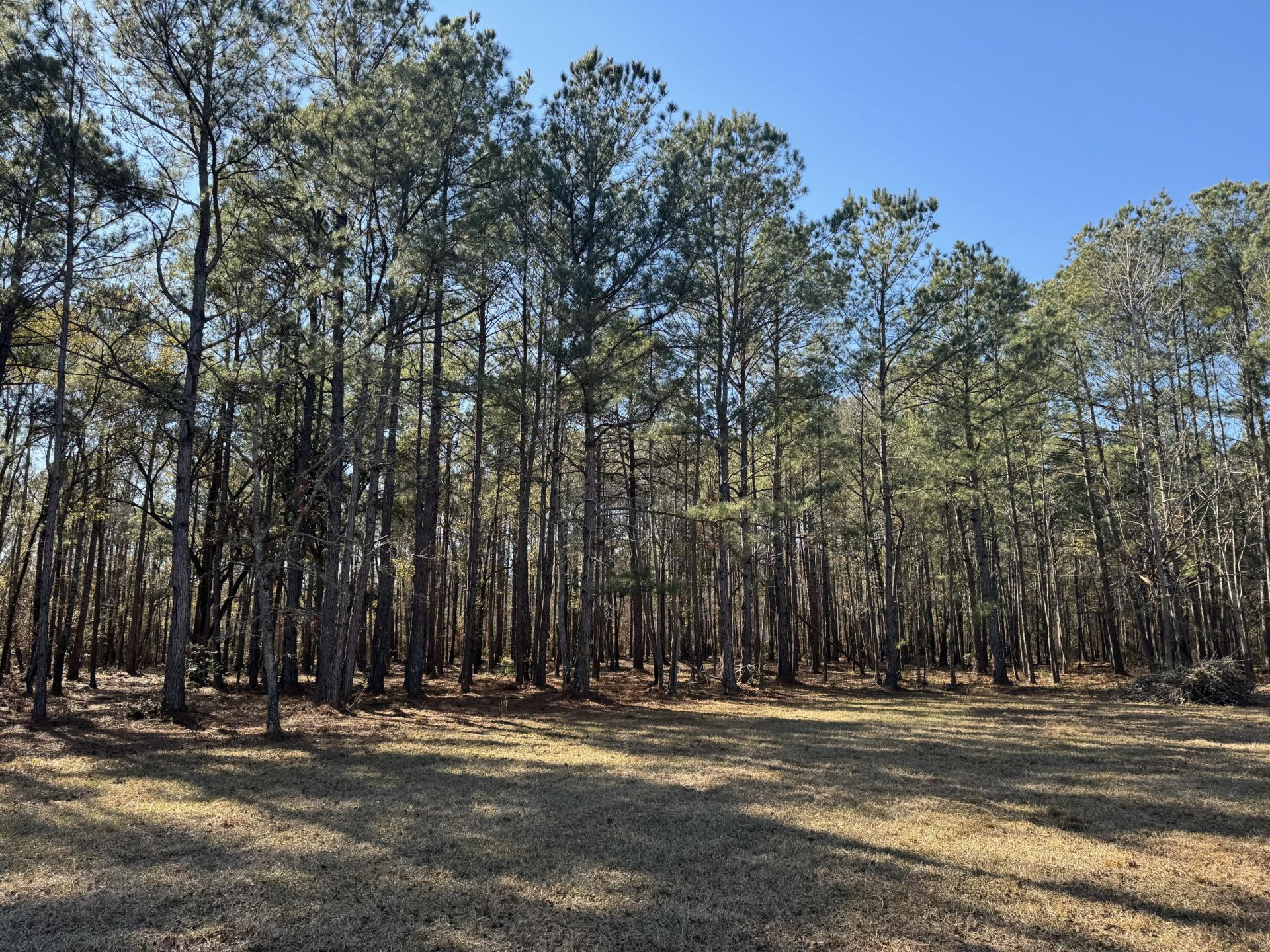 263 Brewer Road  Photo 11