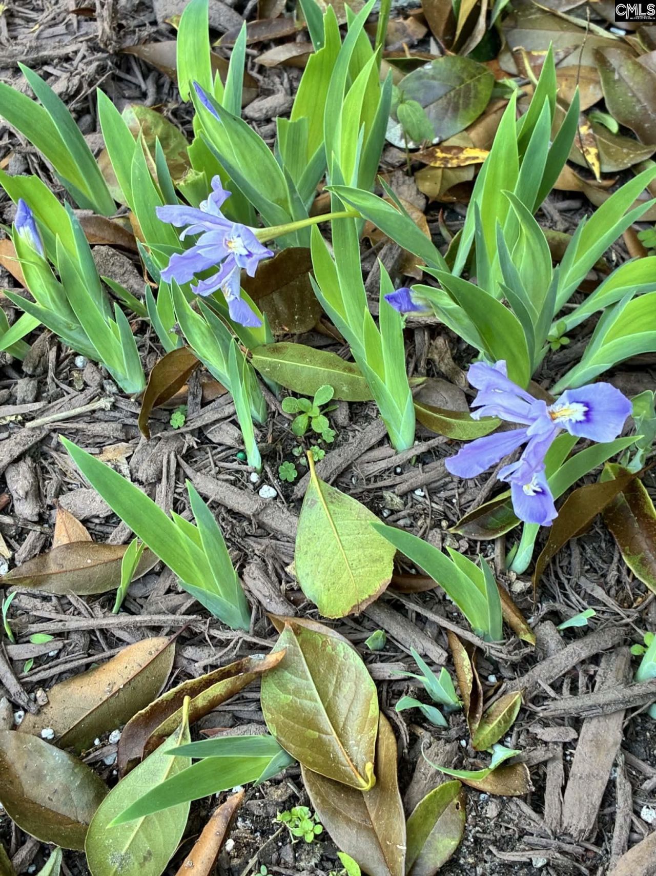 103 Cardinal Cove Road Photo 33