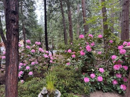 625 Larkspur Ct, Murphys, CA 95247 Photo