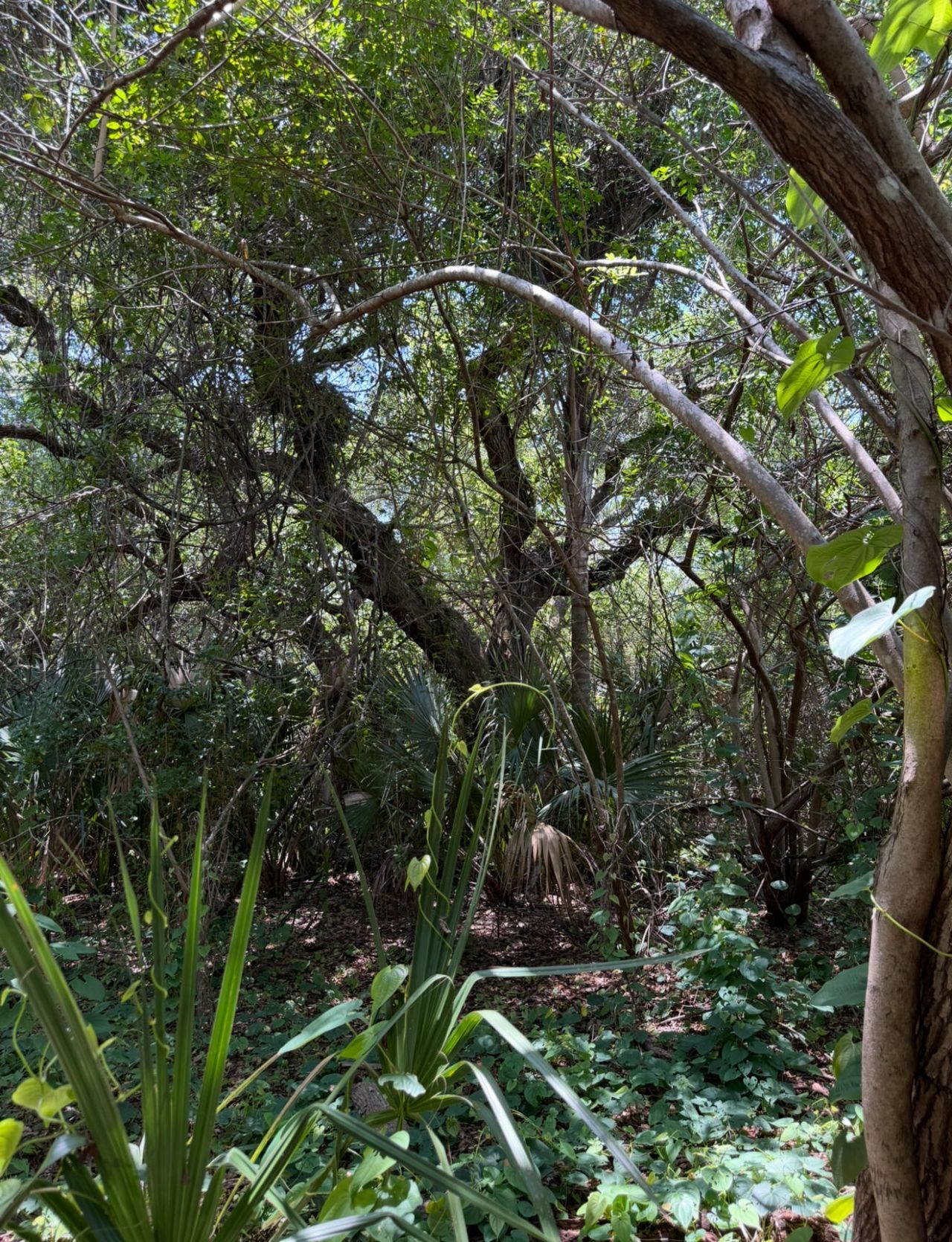 1654 N Central Avenue, Sebastian, FL 32958 Photo