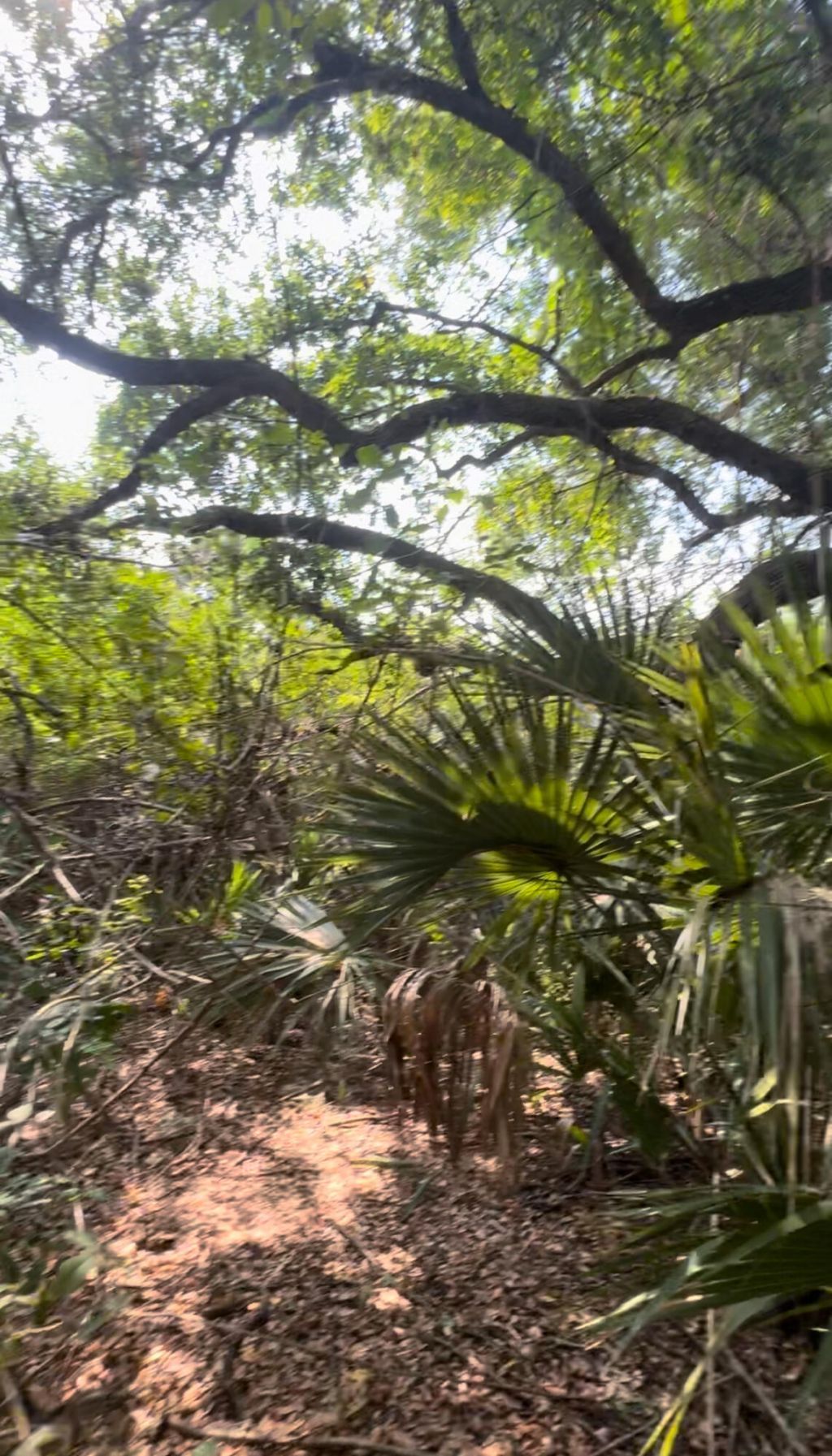 1654 N Central Avenue, Sebastian, FL 32958 Photo