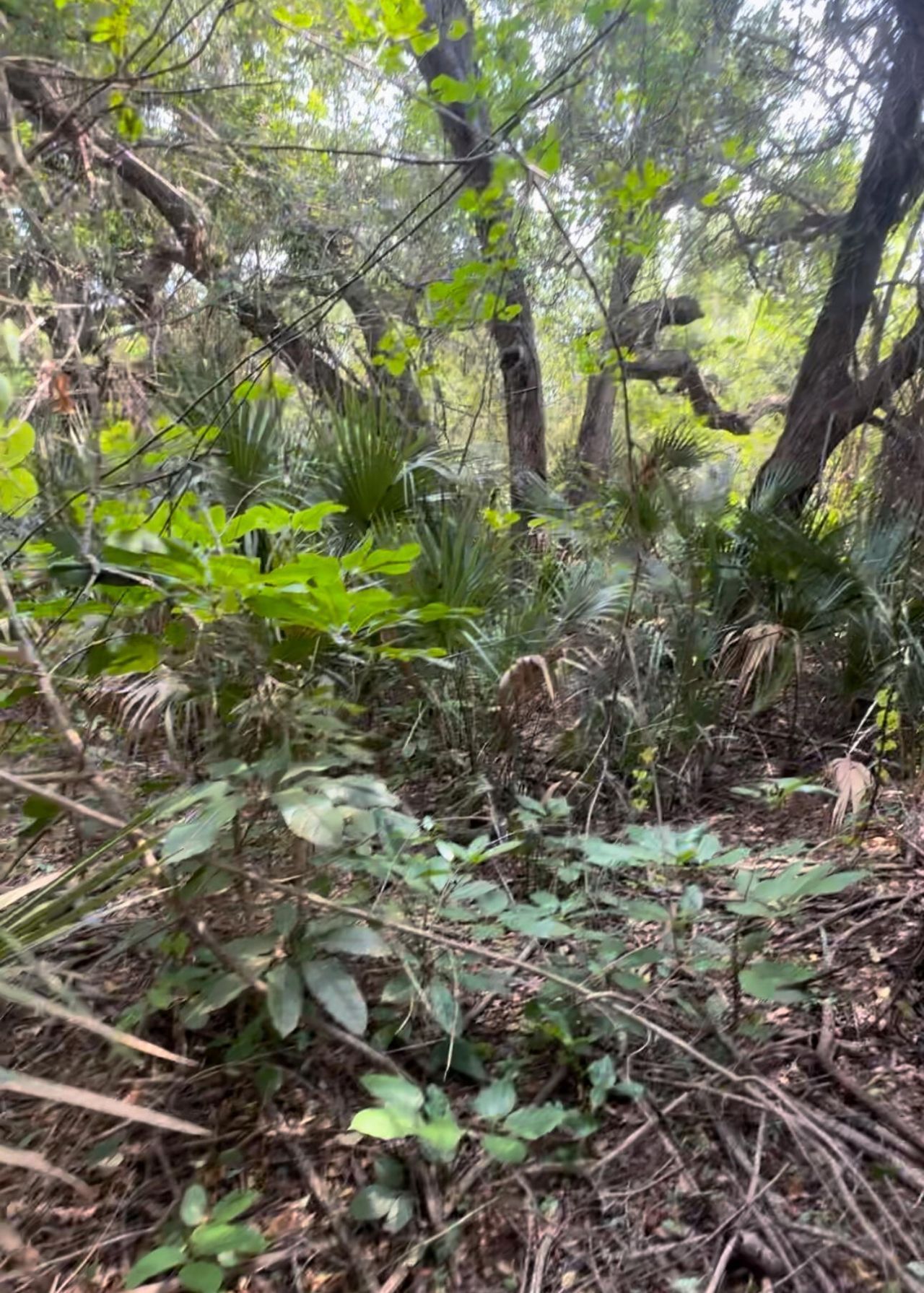 1654 N Central Avenue, Sebastian, FL 32958 Photo