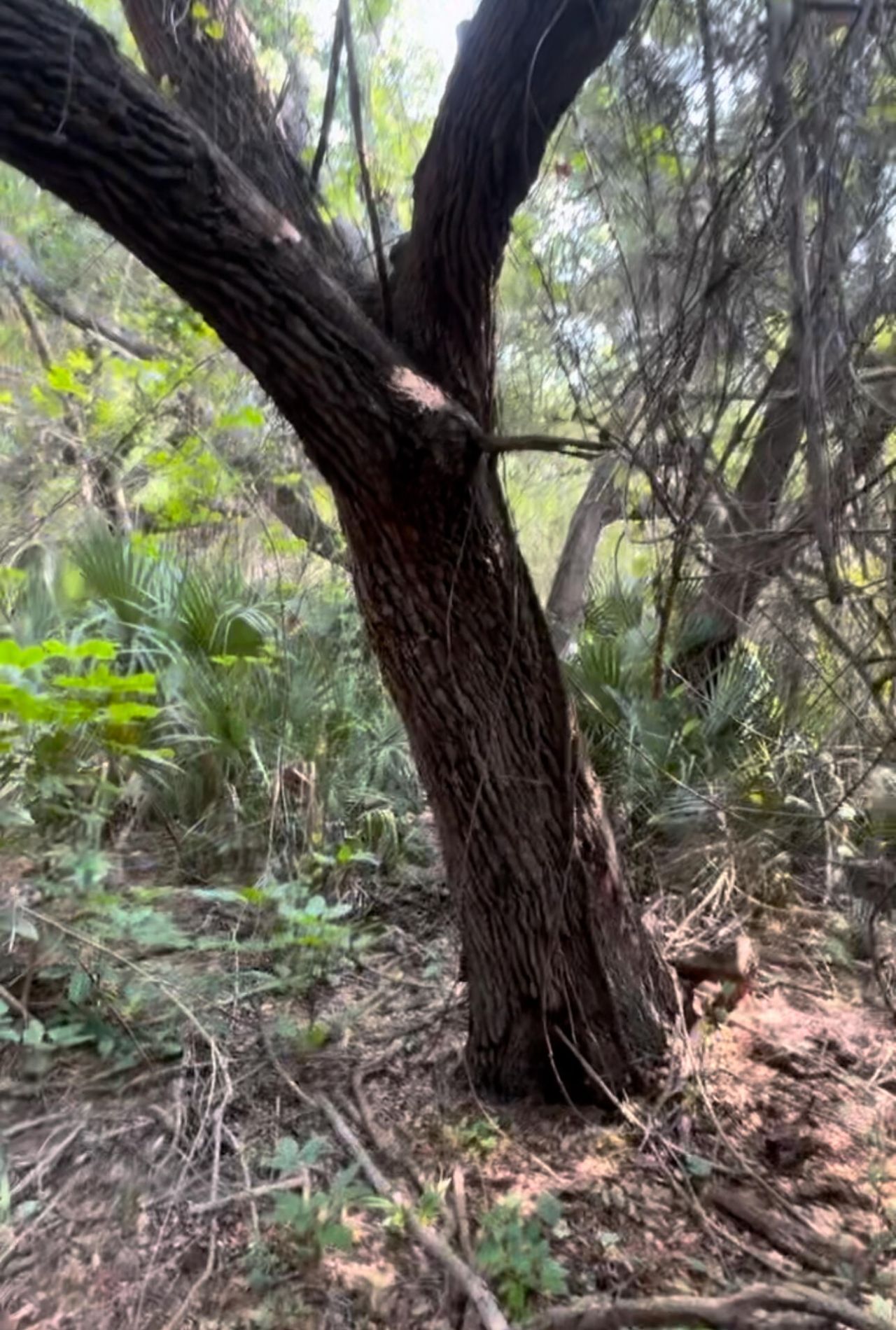 1654 N Central Avenue, Sebastian, FL 32958 Photo