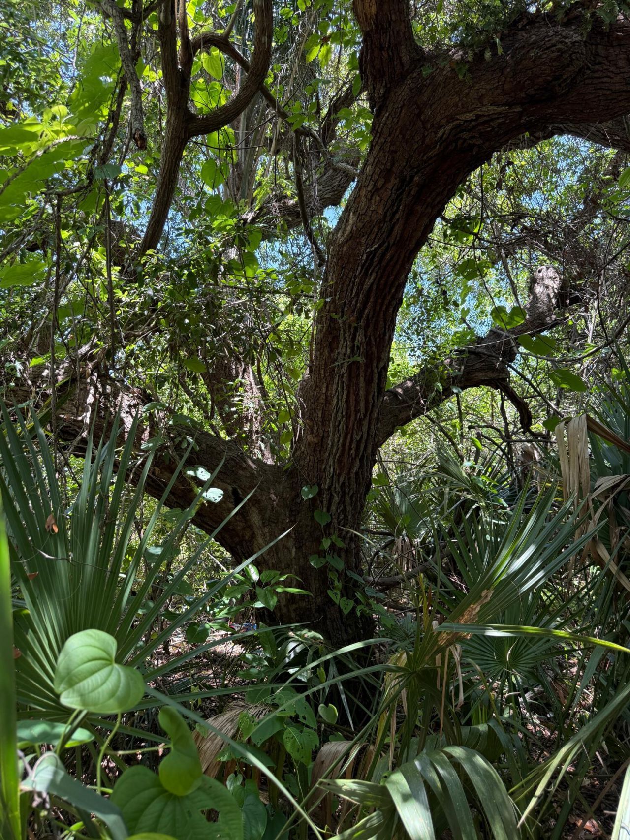 1654 N Central Avenue, Sebastian, FL 32958 Photo