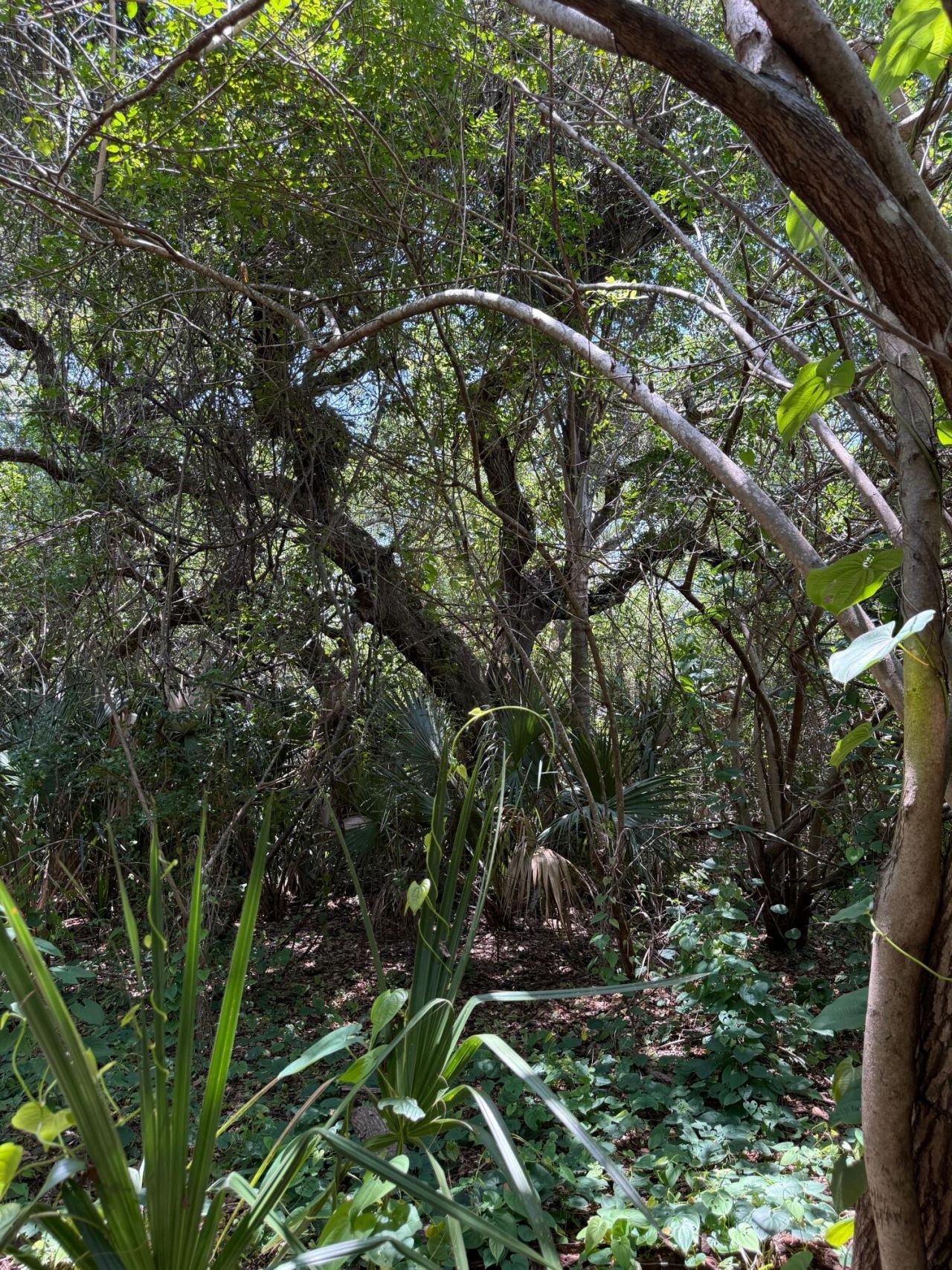 1654 N Central Avenue, Sebastian, FL 32958 Photo