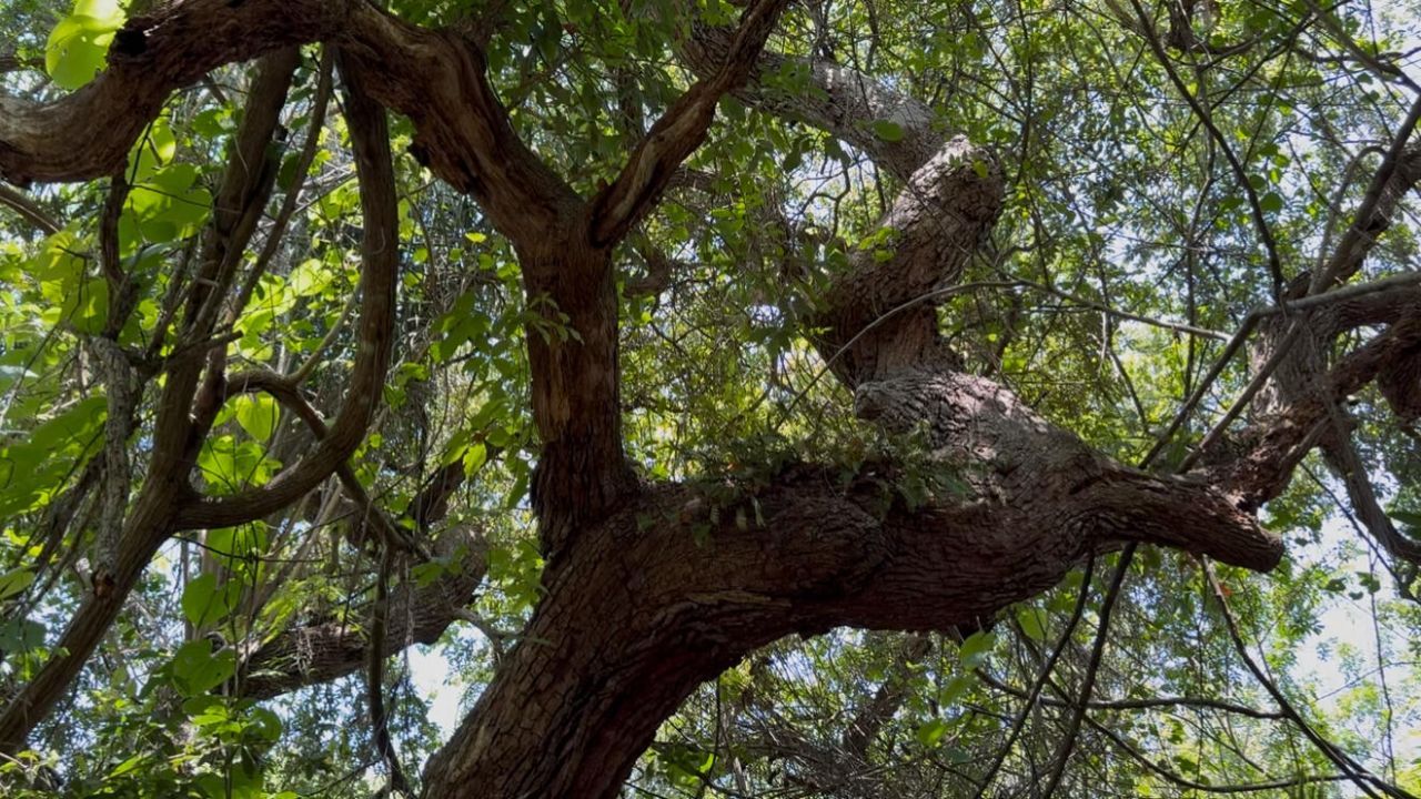 1654 N Central Avenue, Sebastian, FL 32958 Photo