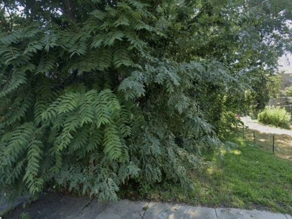 6521 S Emerald Avenue , Chicago, IL 60621