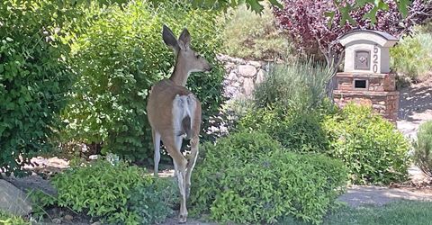 201 S Argyle Court, Reno, NV 89511 Photo