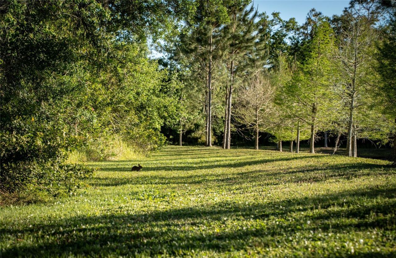 19101 Magnolia Farms Lane, Odessa, FL 33556 Photo