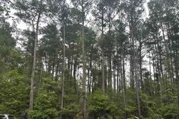 Tbd Creekside Dr. photo 4